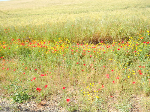 The flowers of Andalucia.